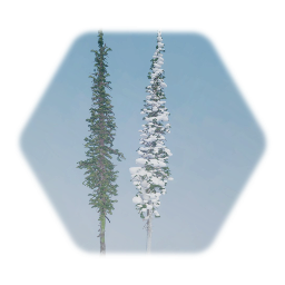 Engelmann Spruce Tree