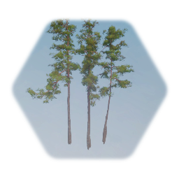 Scotts Pine Tree Cluster