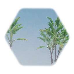 White Bird of Paradise Tropical Tree