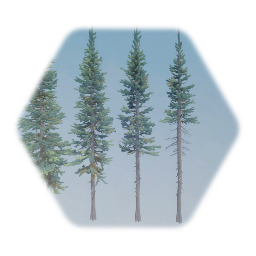 Swaying Blue Spruce