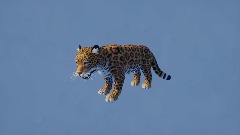 The jaguar is friends with The bird