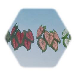 Caladium Plants