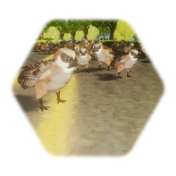 House sparrow Helper