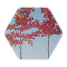 Red Maple