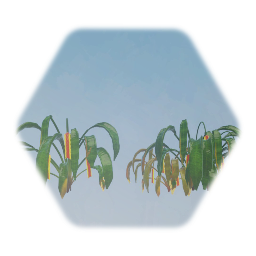 Haliconia Tropical Flower