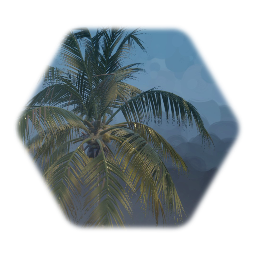 Coconut Palm