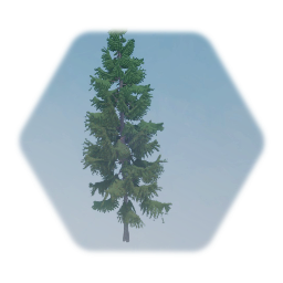 Grand Fir Tree