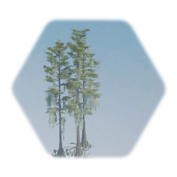 Bald Cypess Tree Cluster