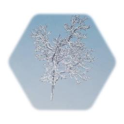 Snow Covered Cottonwood Tree