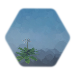 Flowering Hosta Plant