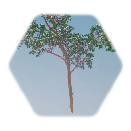 Madrone Tree