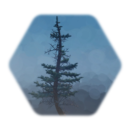Wind Torn Sub Alpine Fir