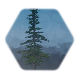 Tall Sub Alpine Fir Tree