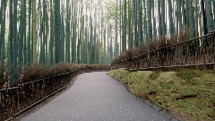 Arashiyama Bamboo Grove