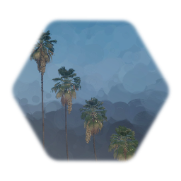 Mexican Fan palm Tree Droopy