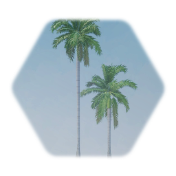 Royal Palm