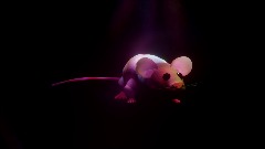 RatJammin'