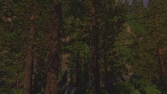 Forest Drive