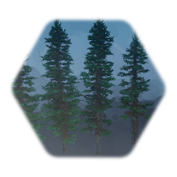 American White Spruce Tree