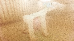 Backrooms survive {demo}