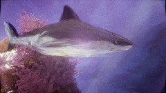 Shark deep journey