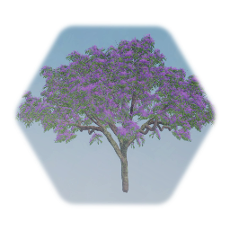 Jacaranda tree