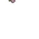 flqrxl