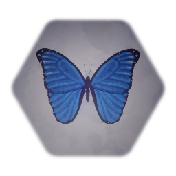 Blue Morpho
