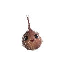 zannybone