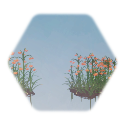 Michigan Lilly Wildflower