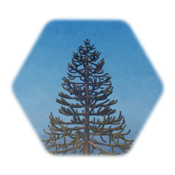 Araucaria Araucana, ~30 years old