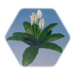 Peace Lily