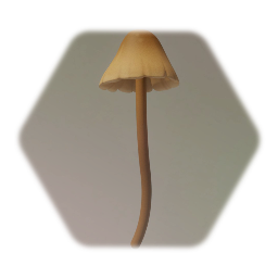 Mushrooms B