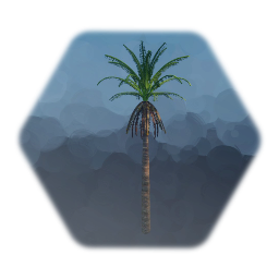 Palm Tree