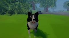 A Nice Sunny Day With Your Dog!