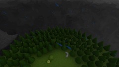 غابة الصنوبر