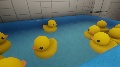 Do u like DUCK