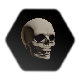 Realistic human skull