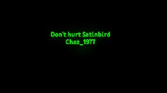 Don't hurt Satinbird Chaz_1977