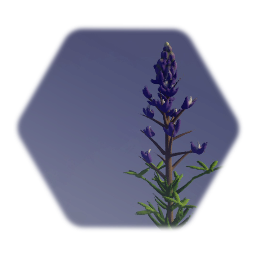 Lupin Flower