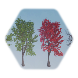Mature Red Maple Tree