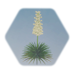 Yucca Gloriosa