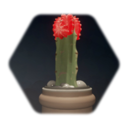 Cactus suculent