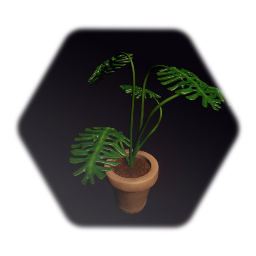 Monstera