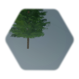 Pine