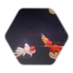 Gold fish らんちう＆オランダ獅子頭