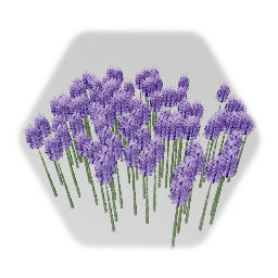 Lavender/heather