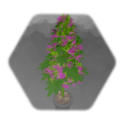 Weed plant animate and collectable V5 HQ small graphic
