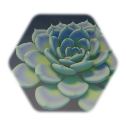 Succulent 02