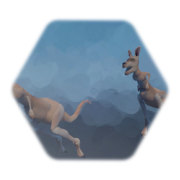 Kangaroo